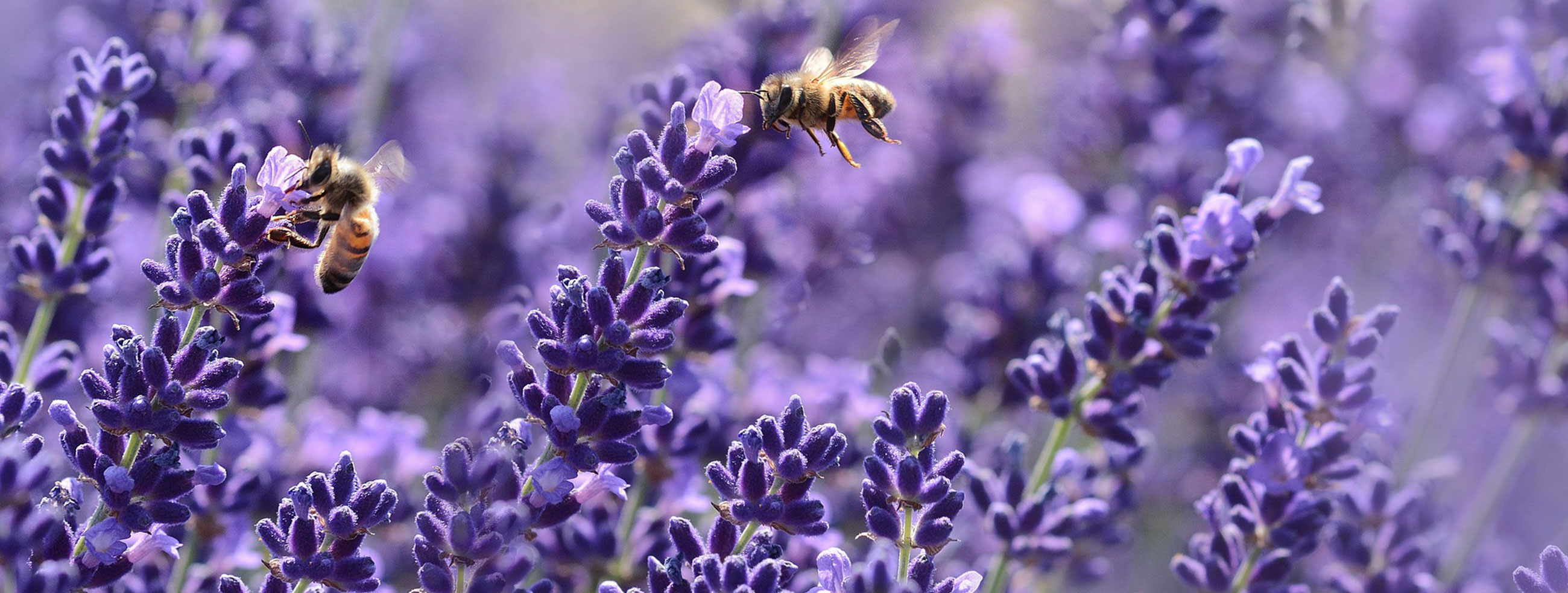 Bees on lavender